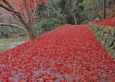 紅葉